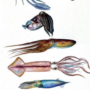 Cefalópodos