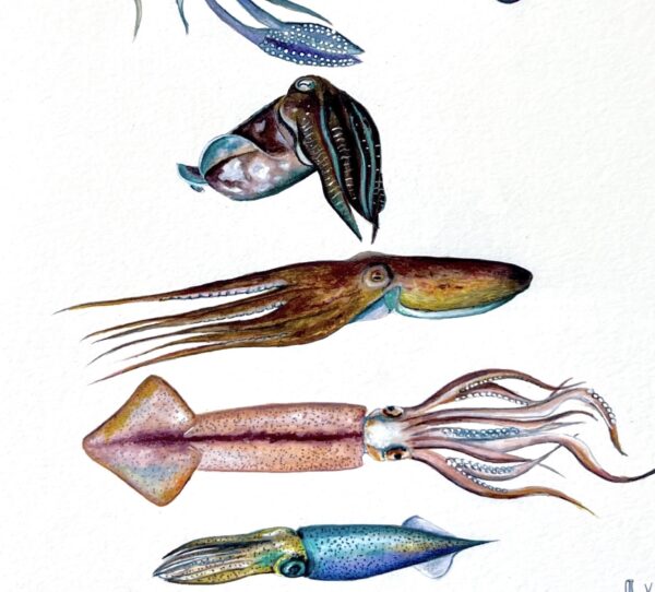 Cefalópodos